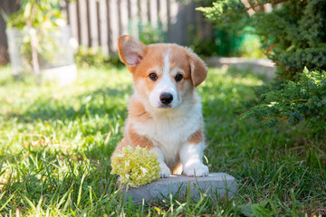 A Welsh corgi puppy on a summer walk