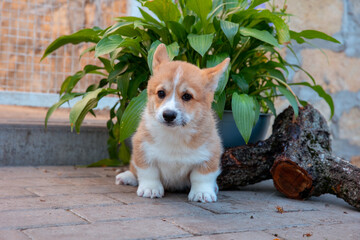 A Welsh corgi puppy on a summer walk