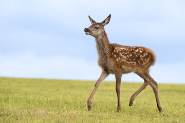 Rotkalb