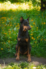 A dog doberman sits on the grass among dandelions