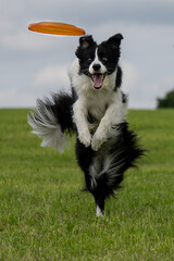 Border Collie fängt Frisbee