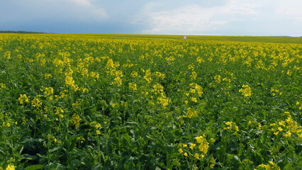 Rapeseed Flowering. Yellow Field Of Flowering Rapeseed. Production Of Rapeseed Oil. Blooming Yellow Rapeseed Field With Tall Stalks And Flowers Against A Bright Blue Sky.