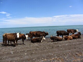 cows on the beach