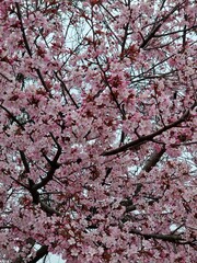 pink cherry blossom