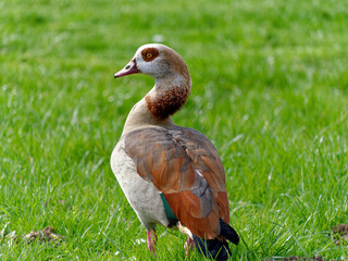 An Egyptian goose looking into the camera in a meadow.