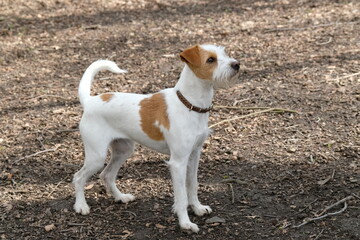 Kromfohrl&auml;nder schaut aufmerksam im herbstlichen Wald