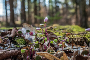 Macro  - Forest - Europe, Romania, Suceava region