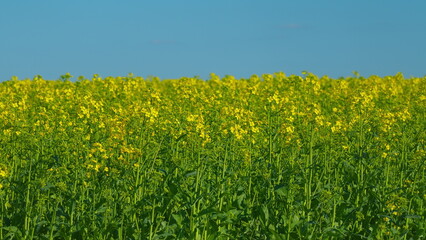 Wind Flutters Yellow Rapeseed Flowers. Blooming Yellow Rapeseed Farming Field. Rapeseed Oil. Yellow Flowers Of Rape On Canola Background Blue Sky.