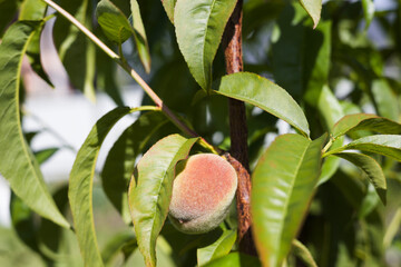 A tree with green peach fruits