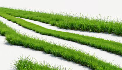 Champs de verdure en rangées