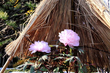 Pink peonies bloom under a traditional straw shelter in a serene garden. The green leaves and natural surroundings enhance the beauty of this outdoor floral arrangement.