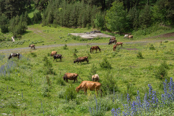 herd of horses grazing