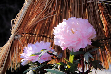 Delicate pink peonies bloom under a traditional straw shelter, surrounded by green leaves. This serene garden setting captures the essence of nature and outdoor beauty.