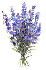 Obraz premium Watercolor Bouquet of Lavender Flowers