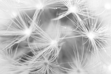 Macro detail of a dandelion seed head, shallow depth of field. Taraxacum officinale, Asteraceae