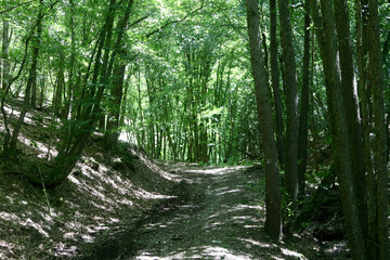 path in the forest