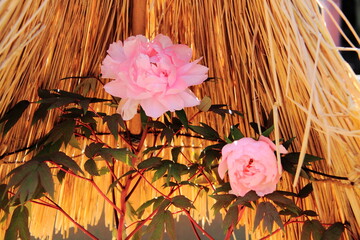 Pink peonies bloom under a traditional straw shelter, showcasing their beauty in a serene garden. The green leaves and natural setting highlight the elegance of these flowers.