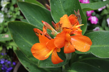 カンナオレンジ