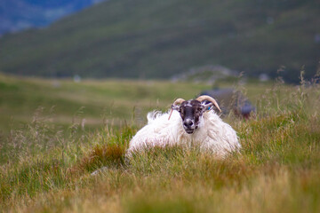 Owca © Robert