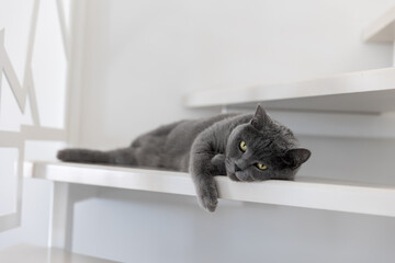 A large gray cat lies on the white steps in the apartment