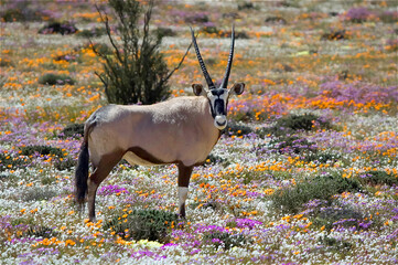 Oryx between wild flowers at the Goegap Nature Reserve