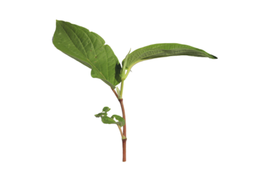 Close up Piper aduncum, Matico, Achtolin fresh green isolated background transparent PNG