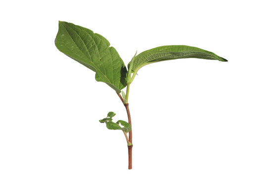 Close up Piper aduncum, Matico, Achtolin fresh green isolated background transparent PNG
