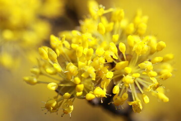 A close-up of a vibrant yellow flower in full bloom showcases the intricate details of its petals. This macro photography captures the essence of nature's beauty in spring.