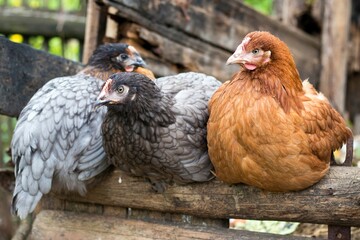 Multicolored hens sitting side by side on home farm