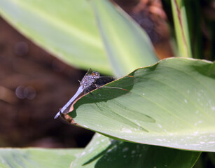 Une petite libellule bleue