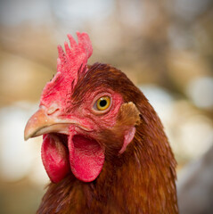 Portrait of a chicken with a red beak
