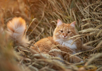 A photo of a red cat in a wheat field. © Елена Косинова