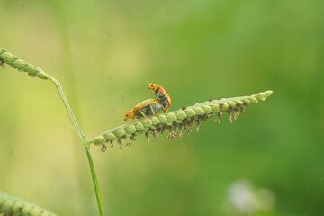 mating season