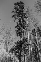 Landscapes - Forest - Europe, Romania, Suceava region