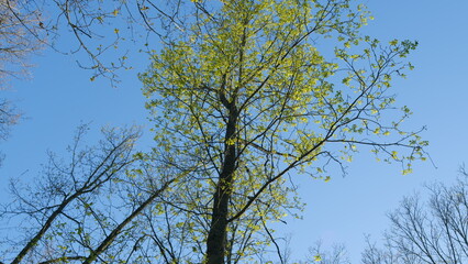 Green Healthy Oak Clearly Visible Foliage And Branches. Sun Shining Through Green Oak Leaves. Tree In Forest. Majestic Sight Of A Big And Beautiful Green Oak.