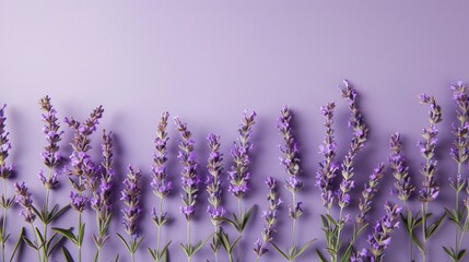 Naklejka premium Lavender blooms on purple backdrop with empty space