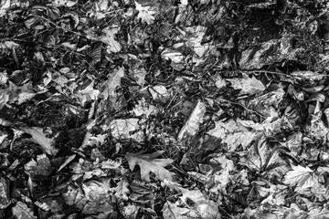 Texture of leaves, black - white background