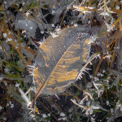Leaf in frozen water in soft light in winter