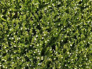 Obraz premium Close up photo of Taiwan Beauty, or false heather, or Mexican heather, in latin name Cuphea hyssopifolia, a decorative small plant, green shrubs small white flowers, originating from Central America