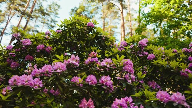 Immerse yourself in stunning 4K nature scenery of a lush forest adorned with blooming pink rhododendron flowers