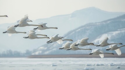 Fototapeta premium Flock of swans flying north, capturing the grace and elegance of their flight