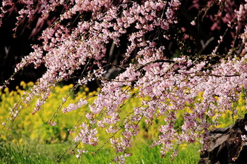 Cherry blossoms with pink flowers bloom gracefully on branches, set against a backdrop of green grass and yellow flowers. This scenic garden captures the essence of spring.