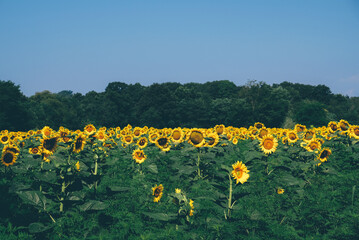 Beautiful summer field full of blooming sunflowers in a sunny day. Natural rustic landscape for...