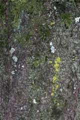 Closeup texture of natural tree bark background. Rough surface of trunk. Green moss and lichen on natural wood.