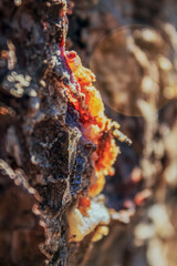 Macro  - Forest - Europe, Romania, Suceava region