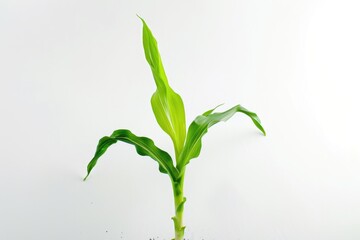 A small green plant growing in a pot, perfect for interior decoration or gardening inspiration