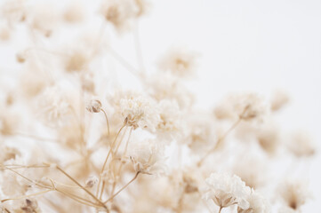 Softly blooming gypsophila flowers captured in macro on white