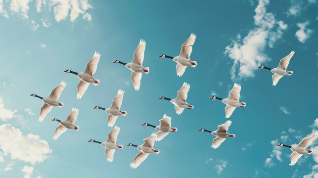 Flock of geese in V-formation, guided by migratory instincts, showcasing coordinated actions and the beauty of collective movement