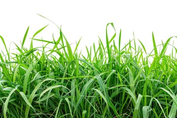 Obraz premium A bunch of tall green grass on a white background