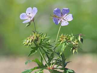 Blue flower of meadow meadow crane's-bill plant, Geranium pratense